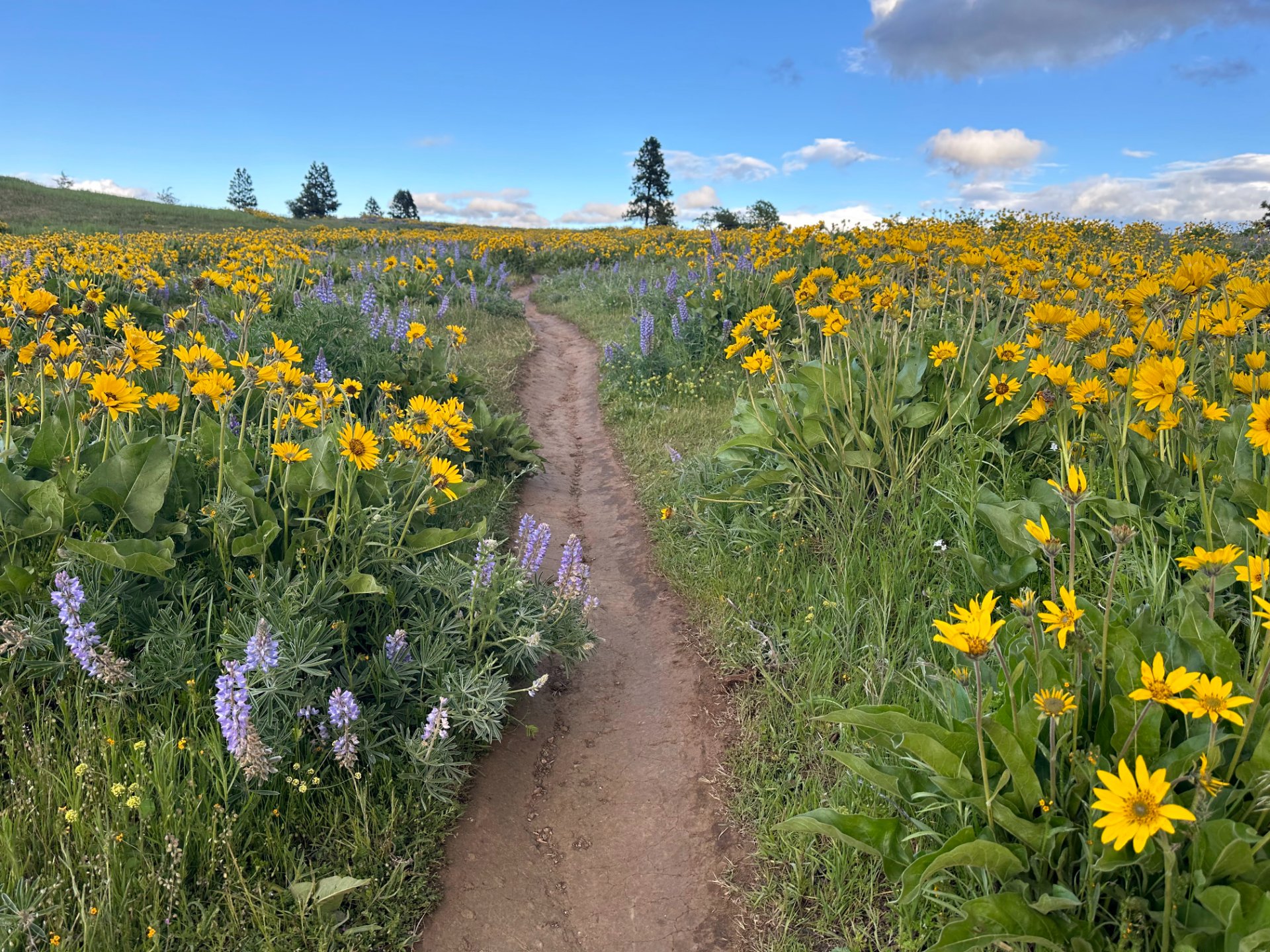 Trail background