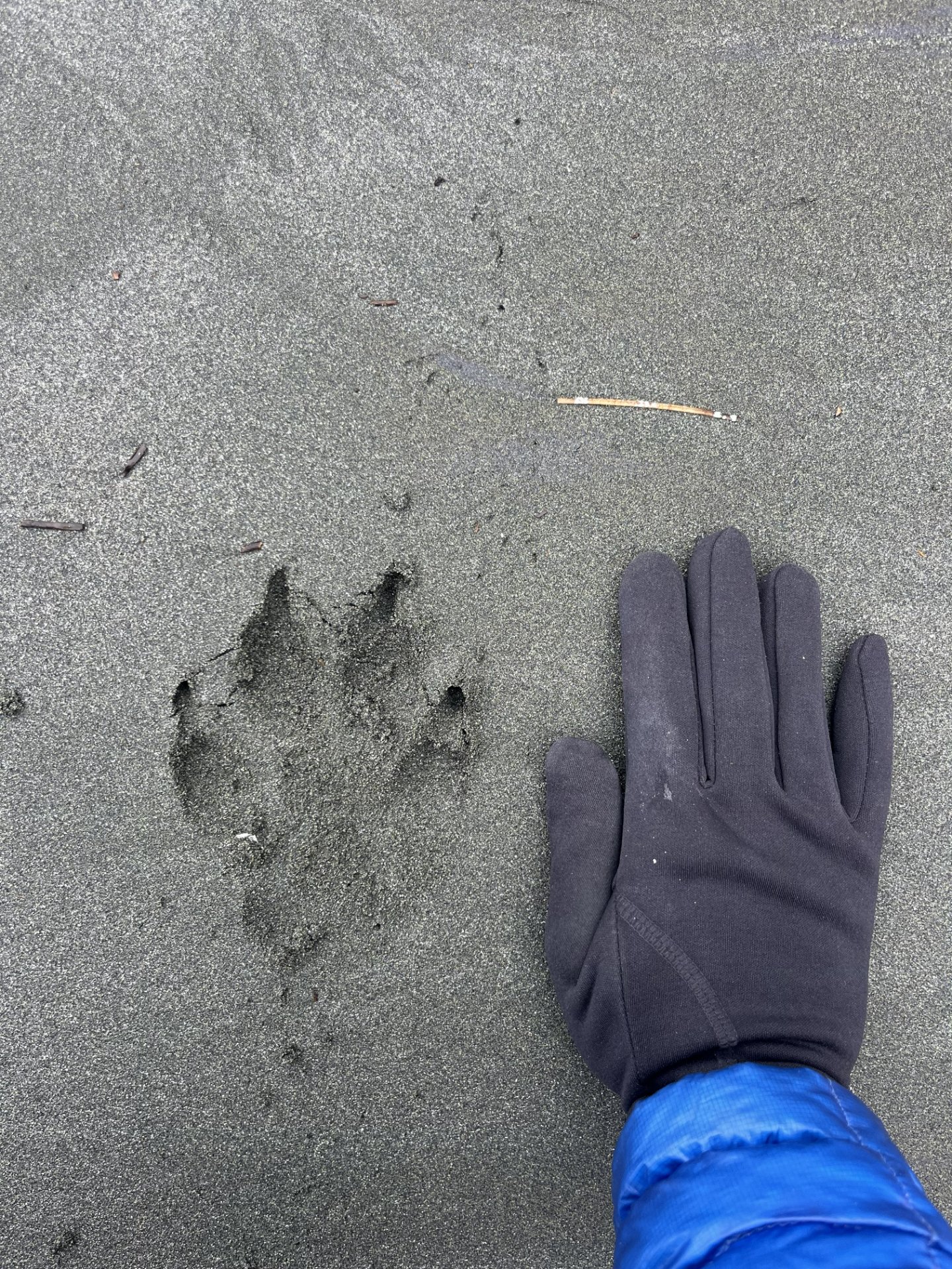 Large Wolf Track