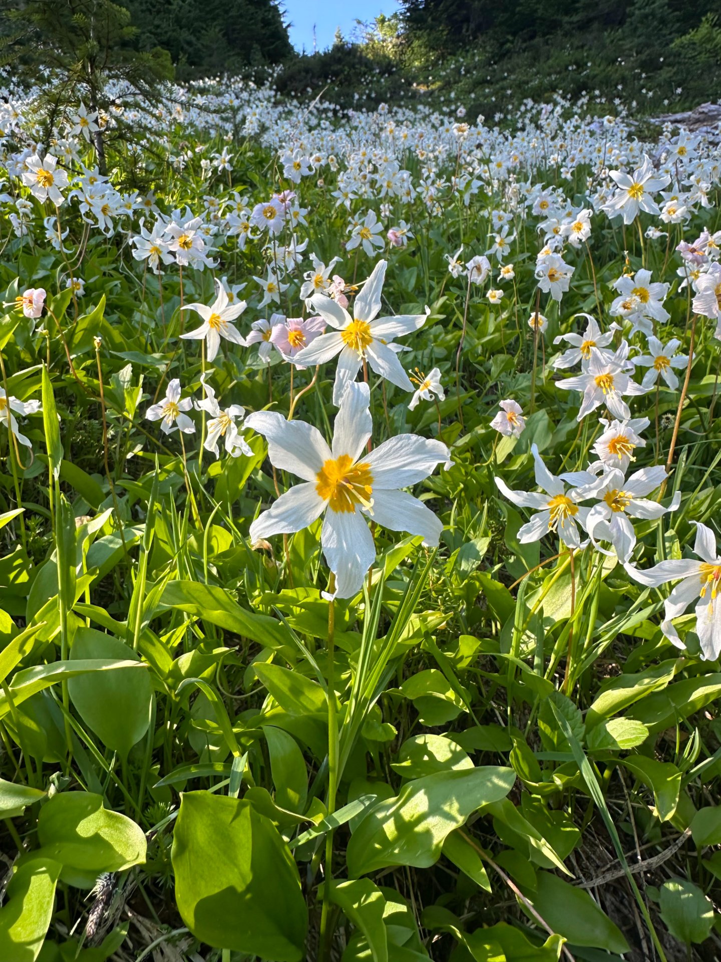 So many flowers out