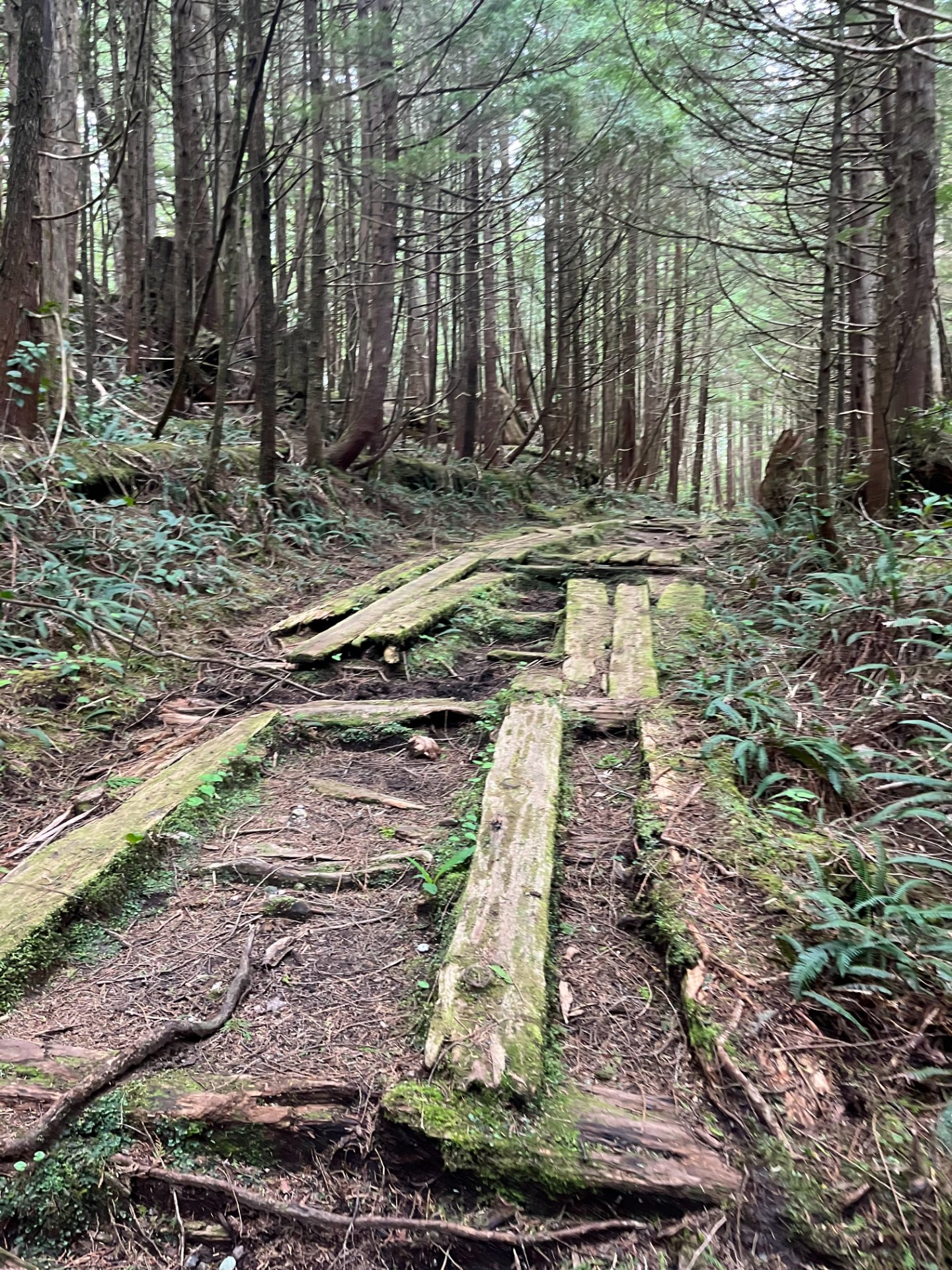 Old Plank Road