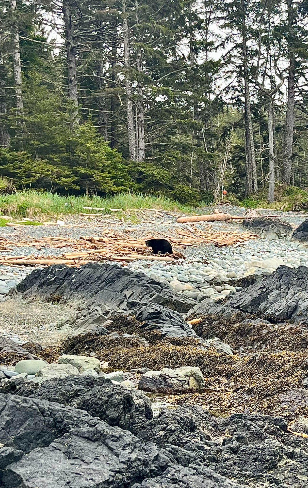 Black bear on the beach