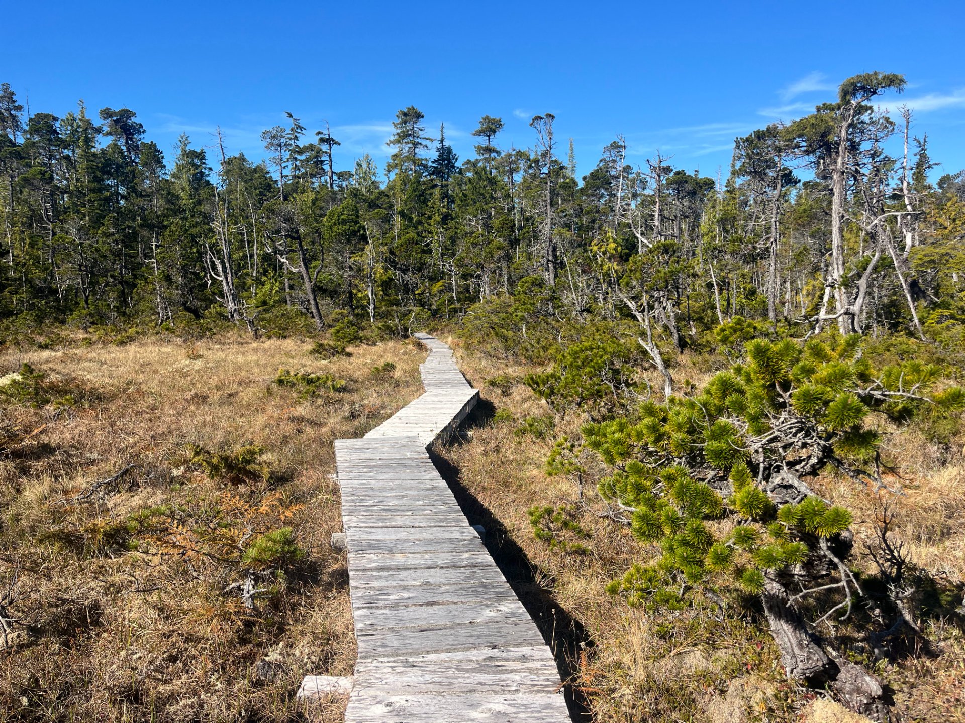 Boardwalk through the forest