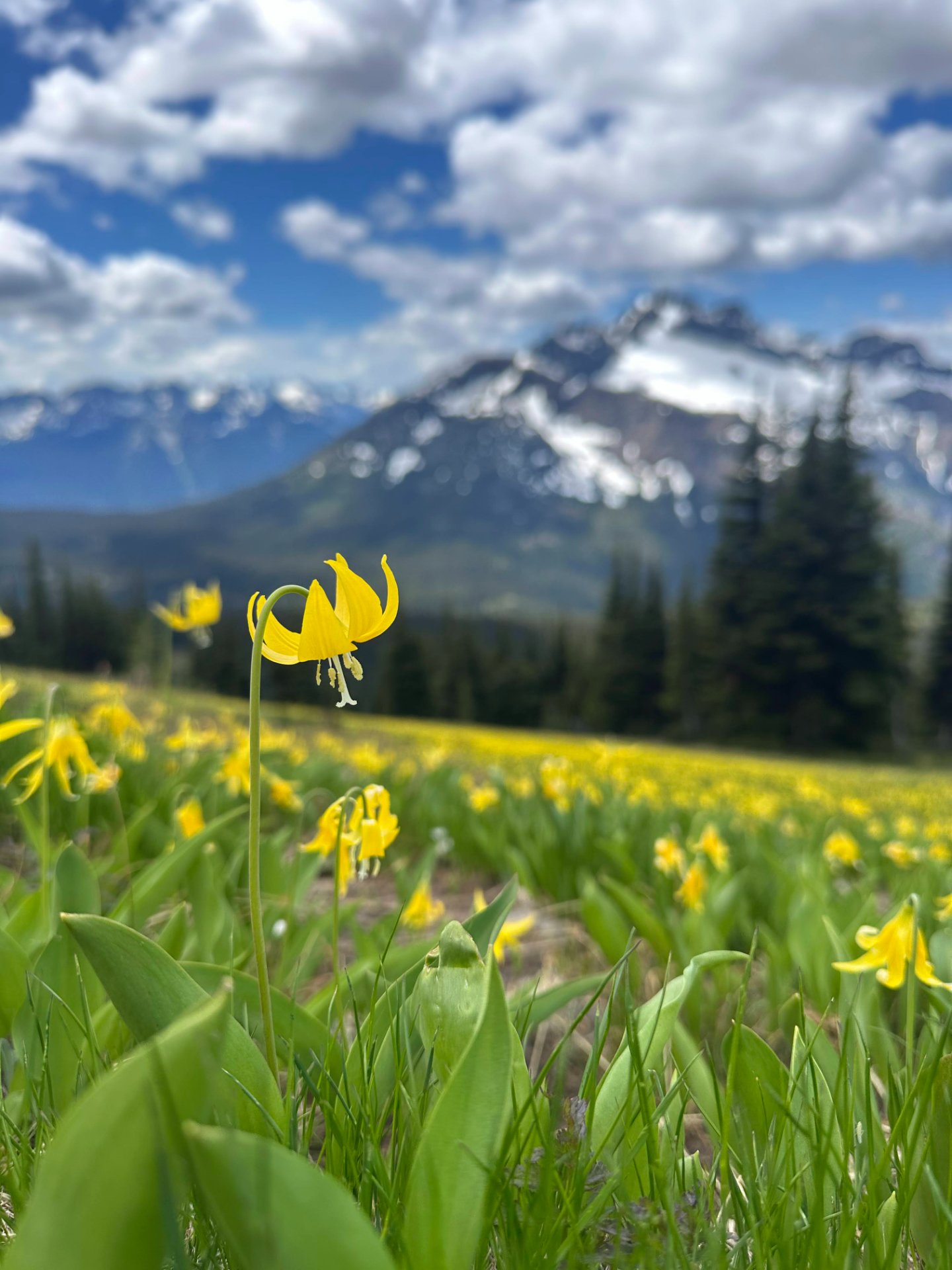 Avalanche Lily