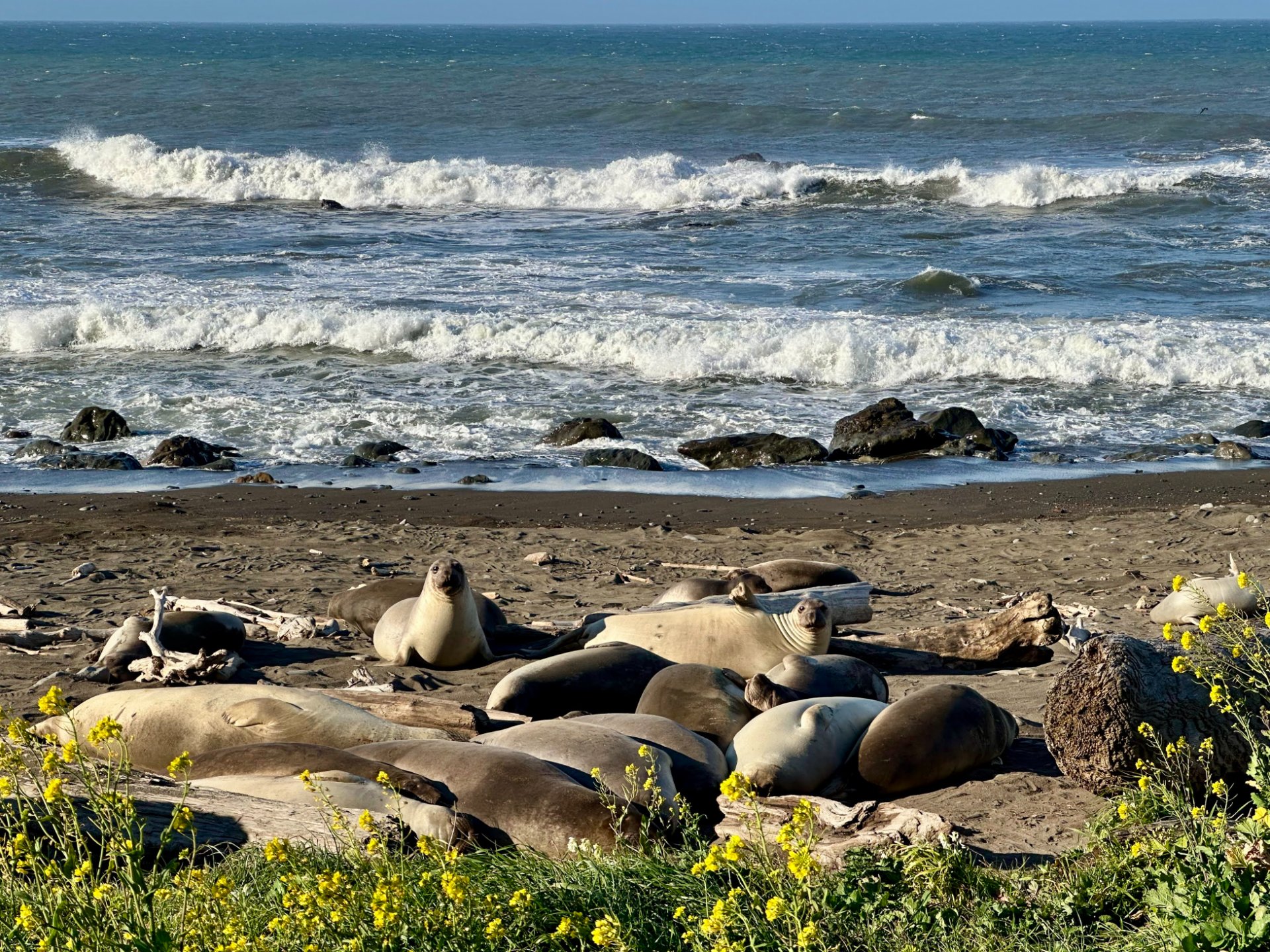 Sea lions on the beach