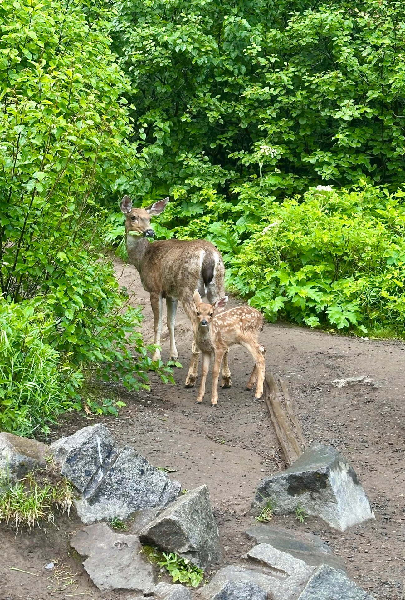 Fawn with Mom