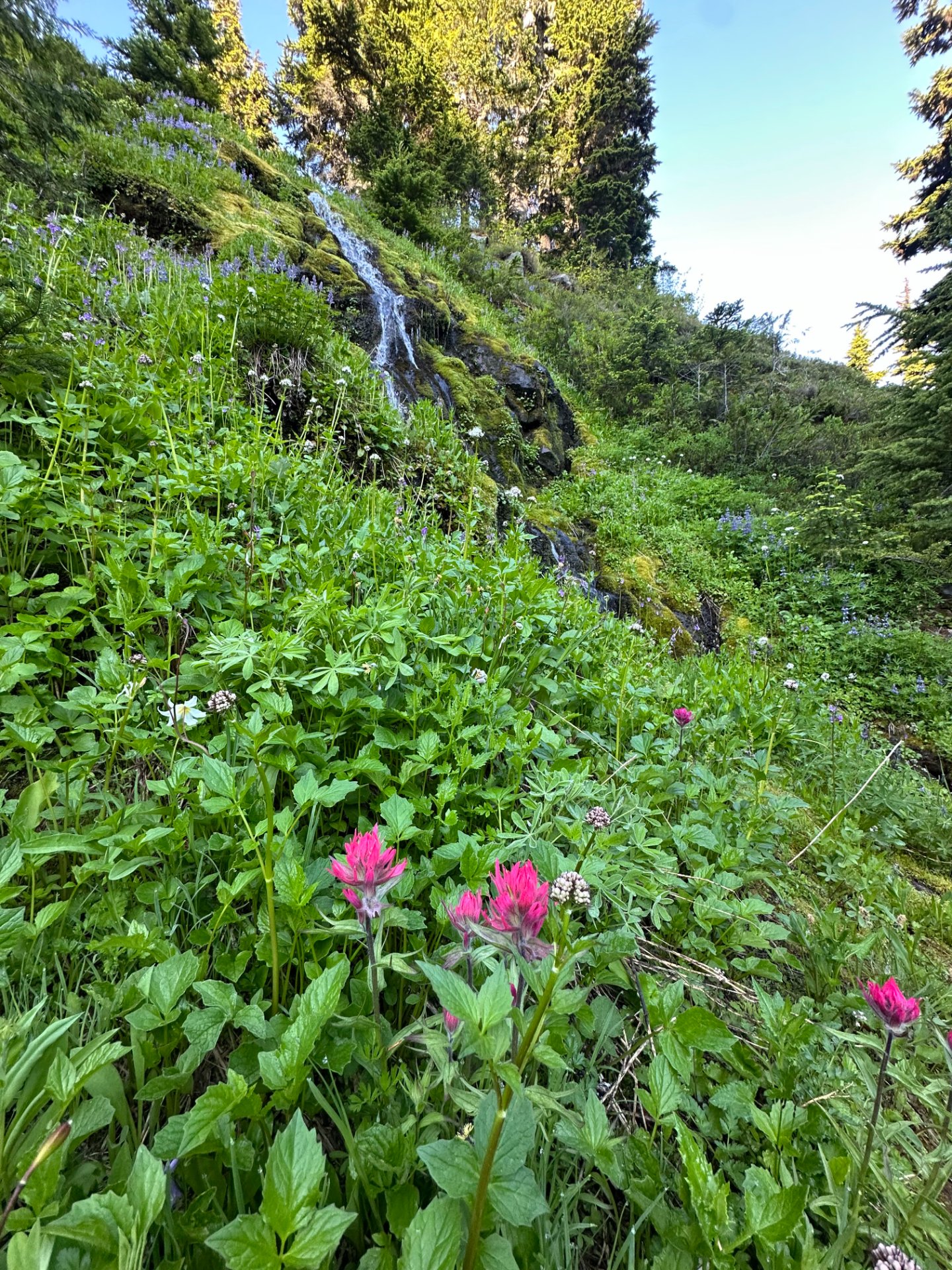 Flowers and little waterfalls on the way up to Spray Park