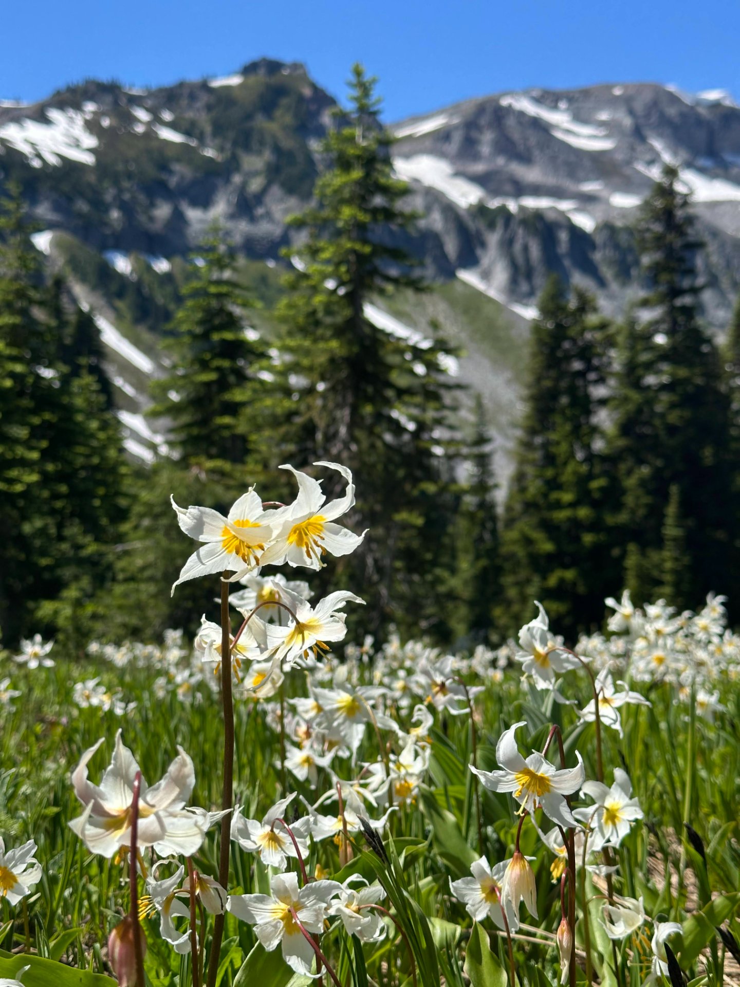 The white avalanche lilies were out