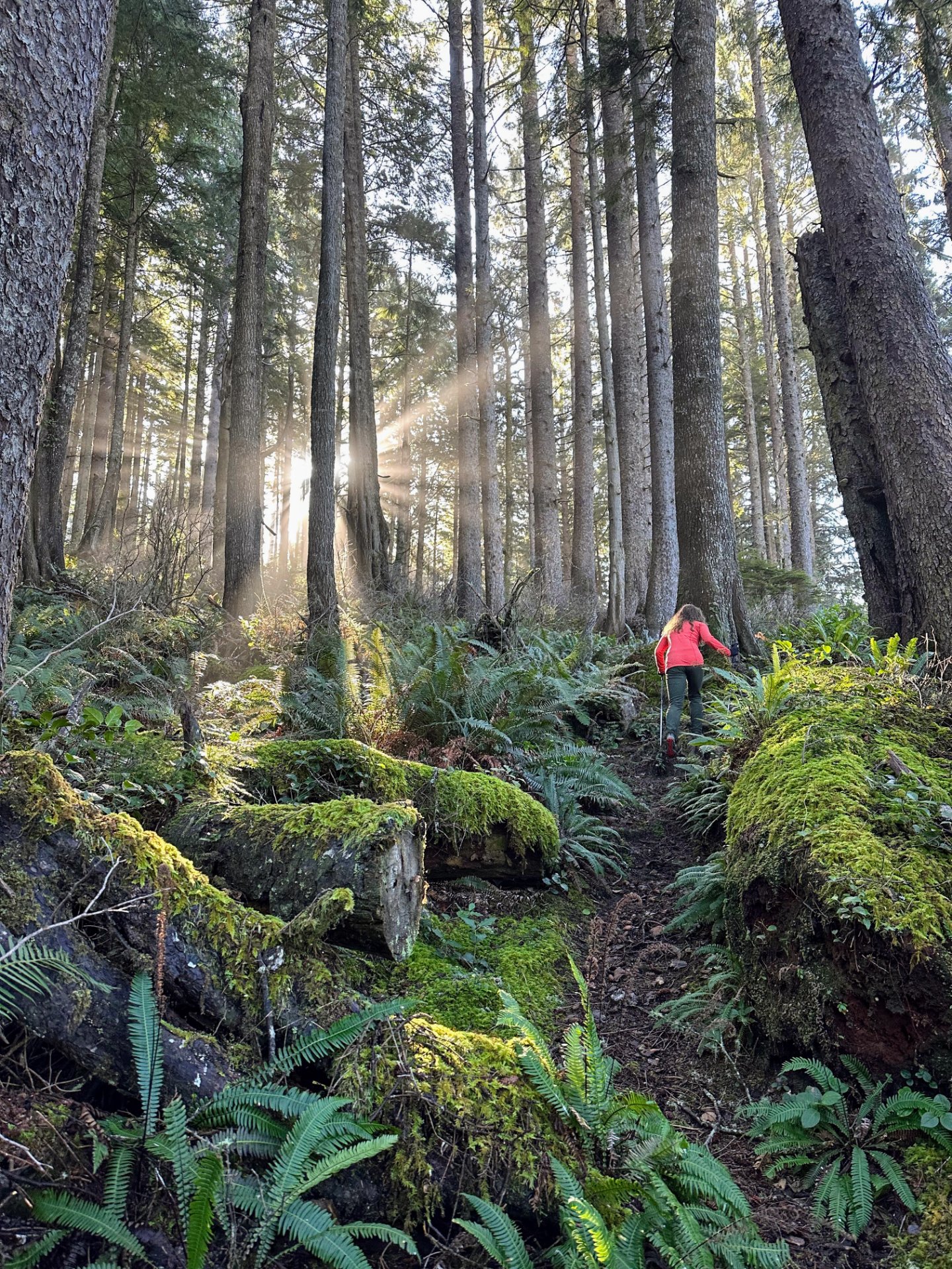 Hiking in the woods