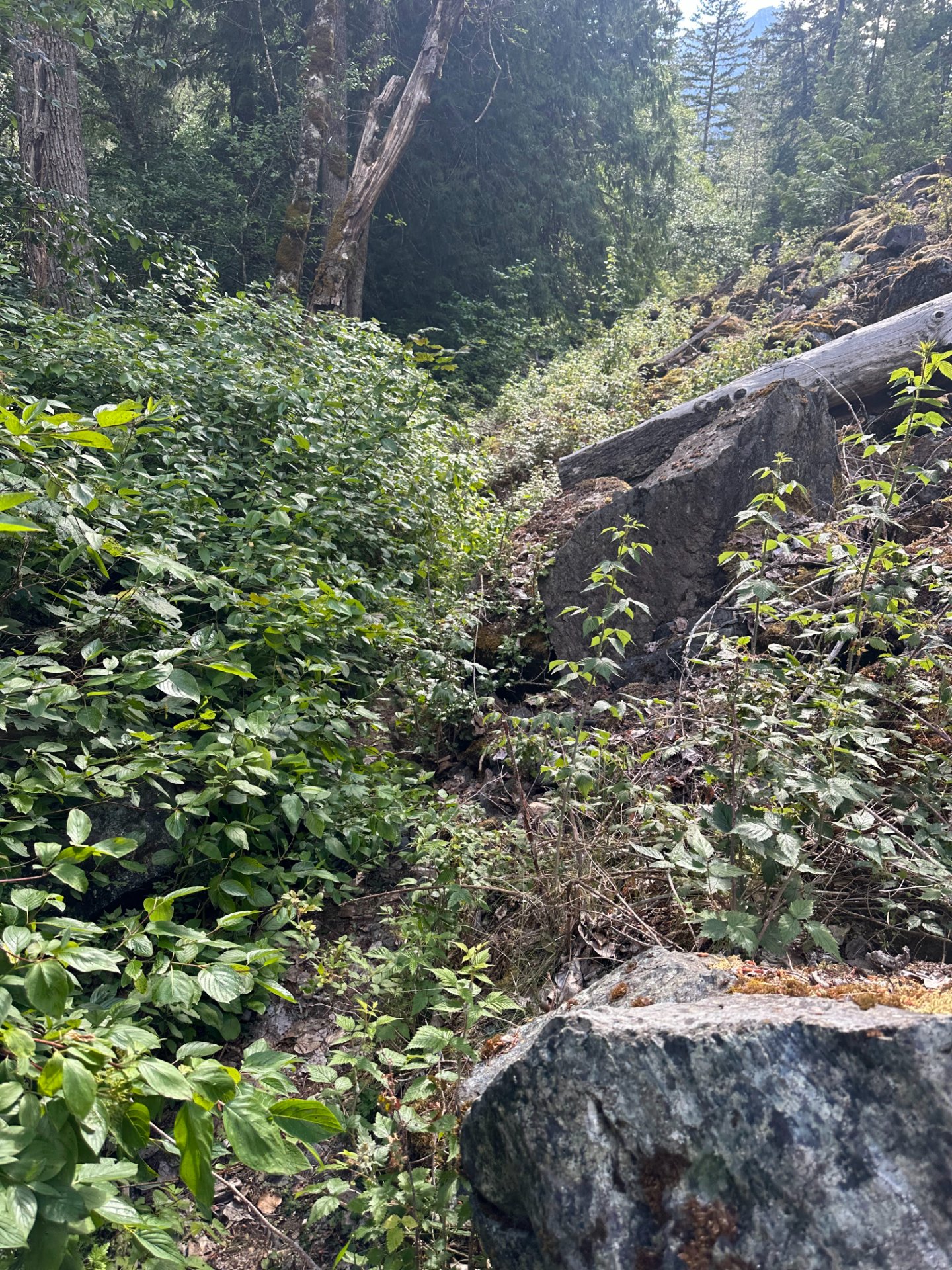 Brushy trail along the river
